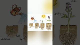 انبات البذور Seeds germination [upl. by Duval]