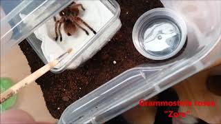 Grammostola porteri und Grammostola rosea  Adulte Weibchen [upl. by Eardna]