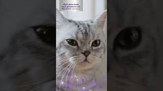 Sie lieben mich FELIWAY Optimum im TV  Katzen Werbung aus Sicht einer Katze [upl. by Kilgore]