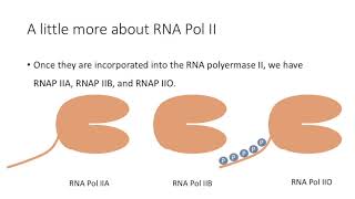 Figure 1120 TFIIH phosphorylates the CTD of RNA polymerase Rbp1 subunit [upl. by Sachi]