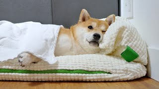 My Shiba Inu’s Morning Routine [upl. by Franklin848]