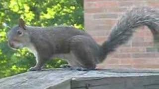 Crazy barking squirrel [upl. by Bouton]