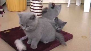 Kittens 8 12 week oud Blauwe Britse Korthaar [upl. by Theran449]