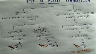 Type of Muscle Contraction  TCML [upl. by Barcus946]