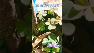 oxalis plant plants oxalis florafauna botany amazing biology facts botany shorts [upl. by Strickman67]