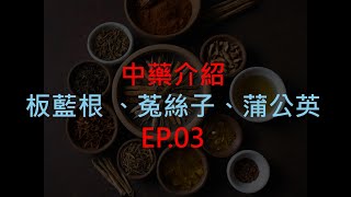 單方中藥介紹EP03 板藍根 菟絲子 蒲公英 [upl. by Martino34]