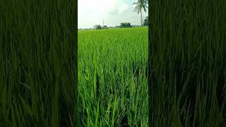 Odi vanthu kutshortfeeds youtubeshorts hikkatendring newtending [upl. by Sualokcin]