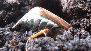 Large cockchafer beetle needs only less than a minute to bury itself complete under the soil [upl. by Levania]