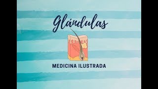 Dermatología   Glándulas [upl. by Llednew]