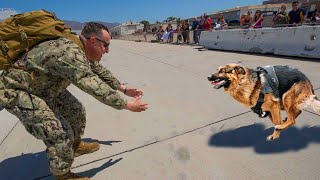 Most Emotional Dogs Reunions with Their Owners That Will Melt Your Heart ❤️Best of video 2022 [upl. by Dew586]