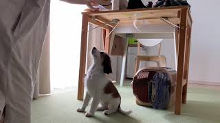 お手、伏せできた！！今日のスキルトレーニング Todays skill training 【Japanese a kooikerhondje ♀】 [upl. by Betsy529]