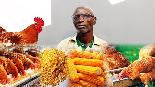 HOW TO FEED LOCAL CHICKEN WITH MAIZE AND MAKE MILLIONS OF MONEY FROM LOCAL POULTRY [upl. by Monjan]