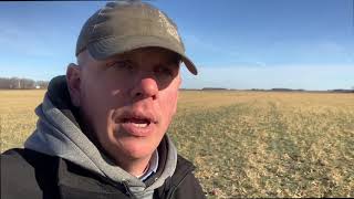 Fall Grazing Covers in December after Winter Rye Grain Harvest [upl. by Airotna]