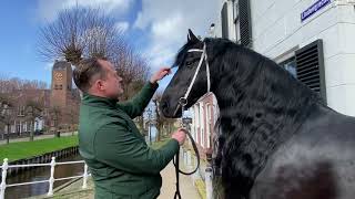 Friesian Horse Kalender Elfstedeneditie Friese dekhengst Matthys 504 in Sloten [upl. by Faubion]