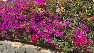 Gepflanzte Hecke mit Kahler Drillingsblume auf Lanzarote am 09112024 [upl. by Yrrab]