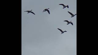 Canada Geese Flyby V Formation geese birds waterfowl falmouth cornwall canadiangeese [upl. by Milissent826]