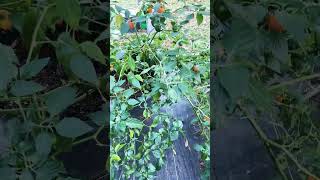 My habaneros are loaded end of the year harvest garden gardening [upl. by Weiler531]