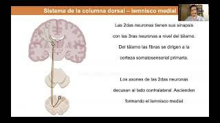 Tema 4 Médula espinal tractos ascendentes [upl. by Derzon]