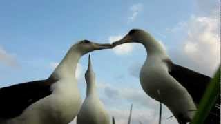 Laysan Albatross Dancing Midway Atoll [upl. by Nifled]