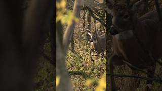 Rattling one up in Illinois realtree hunting [upl. by Spooner]