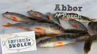 Fiske abbor på isen 2  How to icefish perch 2  Isfiskeskolen Ep4 [upl. by Ordnasil]