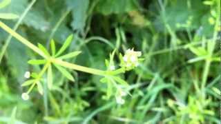 Cleavers Galium Aparine  Stickywilly  20120623 [upl. by Ginsburg]