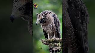 African Crowned Eagle Vs Great Horned Owl Whichone has more grace wildlife birds eagles owls [upl. by Lleze]