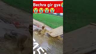 Chachu gir gya 😭🌚quot Chot lag gi quotshorts viralvideo [upl. by Ettelliw]