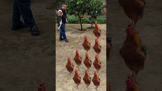 Longtrained rooster tries out for Hunan cuisine brother 4 [upl. by Haland]