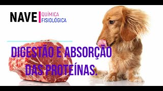 Digestão e absorção de proteínas [upl. by Bromleigh]