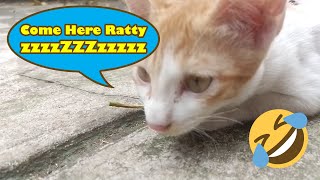 Funny Playful Kitten Never Failed Us To Fail II CUTE CATS ASMR LOL [upl. by Peckham]