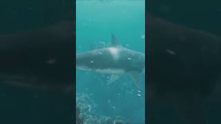 The Most Deadly Shark Great White [upl. by Sarad]