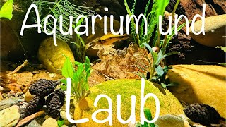 Aquarium und Laub aquarium aquaristik aquascape [upl. by Niram]