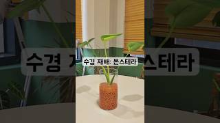 몬스테라 수경재배 쇼츠 식물 수경재배 몬스테라 monstera hydroponics [upl. by Tterej203]