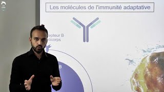 Cellules et molécules de limmunité adaptative [upl. by Niamrahc430]