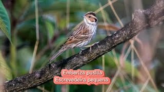 O canto da Escrevedeira pequena  Emberiza pusilla [upl. by Hanikehs]