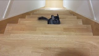 階段であそぶチンチラ  Chinchillas playing on the stairs [upl. by Anileve873]