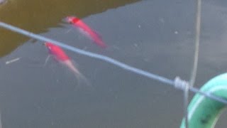 Mosquito Control Goldfish Update [upl. by Norraj]