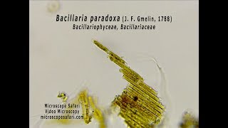 Bacillaria paradoxa diatom [upl. by Anoy]