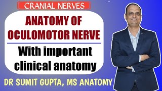 OCULOMOTOR NERVE  CRANIAL NERVE III  ANATOMY [upl. by Aihsiyt734]