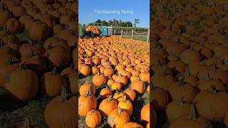 Lauras Farm Stand pumpkinpatch pumpkin laurasfarmstand halloween toronto [upl. by Annel]