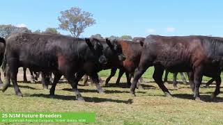 Gullendah Pastoral Company  25 Angus NSM Future Breeders [upl. by Hallimaj58]