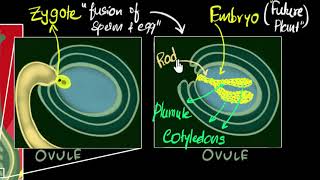 Fertilisation zygote embryo germination  How do organisms reproduce  Biology  Khan Academy [upl. by Ecirtaemed257]