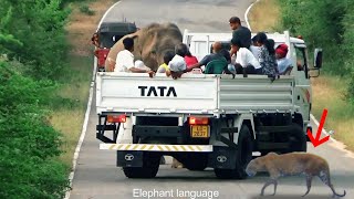 Unprecedented Attack Elephant vs Lori Tiger cross the road [upl. by Eliot769]