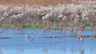 Common Shelducks Tadorna tadorna foraging  Hedwigepolder Netherlands 27102024 [upl. by Itisahc]