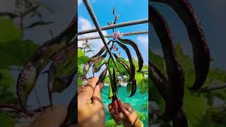 Fenugreek coriander vegetables harvest [upl. by Notlaw661]