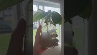 🪴5 super easy to grow houseplants 🪴 houseplants indoorplants plants monstera philodendron [upl. by Yht]