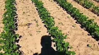 Day in the life of Mark Mullen Soybean Field Visit [upl. by Sarene890]