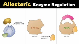 Allosteric Regulationof Enzymes [upl. by Menendez]