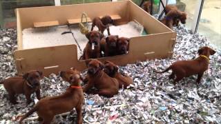 Rhodesian ridgeback Puppies at 6 weeks old [upl. by Ardied]